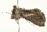  ( - BIOUG02083-E09)  @12 [ ] CreativeCommons - Attribution (2012) CBG Photography Group Centre for Biodiversity Genomics