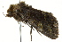  ( - BIOUG02083-F08)  @12 [ ] CreativeCommons - Attribution (2012) CBG Photography Group Centre for Biodiversity Genomics