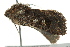  ( - BIOUG02083-G02)  @13 [ ] CreativeCommons - Attribution (2012) CBG Photography Group Centre for Biodiversity Genomics