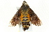  ( - BIOUG02083-G12)  @13 [ ] CreativeCommons - Attribution (2012) CBG Photography Group Centre for Biodiversity Genomics