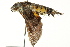  ( - BIOUG02083-H01)  @13 [ ] CreativeCommons - Attribution (2012) CBG Photography Group Centre for Biodiversity Genomics