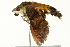  ( - BIOUG02083-H02)  @13 [ ] CreativeCommons - Attribution (2012) CBG Photography Group Centre for Biodiversity Genomics