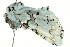  ( - BIOUG02083-H10)  @13 [ ] CreativeCommons - Attribution (2012) CBG Photography Group Centre for Biodiversity Genomics