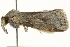  ( - BIOUG02084-B08)  @12 [ ] CreativeCommons - Attribution (2012) CBG Photography Group Centre for Biodiversity Genomics