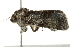  ( - BIOUG02084-B10)  @12 [ ] CreativeCommons - Attribution (2012) CBG Photography Group Centre for Biodiversity Genomics