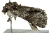  ( - BIOUG02084-C03)  @12 [ ] CreativeCommons - Attribution (2012) CBG Photography Group Centre for Biodiversity Genomics
