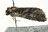  ( - BIOUG02084-C11)  @12 [ ] CreativeCommons - Attribution (2012) CBG Photography Group Centre for Biodiversity Genomics
