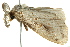  ( - BIOUG02084-D11)  @12 [ ] CreativeCommons - Attribution (2012) CBG Photography Group Centre for Biodiversity Genomics