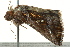  ( - BIOUG02084-G04)  @12 [ ] CreativeCommons - Attribution (2012) CBG Photography Group Centre for Biodiversity Genomics
