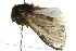  (Polymona - BIOUG02084-H09)  @13 [ ] CreativeCommons - Attribution (2012) CBG Photography Group Centre for Biodiversity Genomics