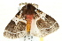  (Morasa - BIOUG02084-H10)  @14 [ ] CreativeCommons - Attribution (2012) CBG Photography Group Centre for Biodiversity Genomics
