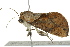  (Westermannia convergens - BIOUG02085-A03)  @13 [ ] CreativeCommons - Attribution (2012) CBG Photography Group Centre for Biodiversity Genomics