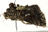  ( - BIOUG02085-A09)  @13 [ ] CreativeCommons - Attribution (2012) CBG Photography Group Centre for Biodiversity Genomics