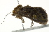  ( - BIOUG02085-A10)  @13 [ ] CreativeCommons - Attribution (2012) CBG Photography Group Centre for Biodiversity Genomics