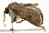  ( - BIOUG02085-B03)  @14 [ ] CreativeCommons - Attribution (2012) CBG Photography Group Centre for Biodiversity Genomics