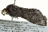  ( - BIOUG02085-C10)  @13 [ ] CreativeCommons - Attribution (2012) CBG Photography Group Centre for Biodiversity Genomics