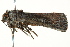  ( - BIOUG02085-D05)  @12 [ ] CreativeCommons - Attribution (2012) CBG Photography Group Centre for Biodiversity Genomics