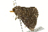  ( - BIOUG02085-G05)  @13 [ ] CreativeCommons - Attribution (2012) CBG Photography Group Centre for Biodiversity Genomics