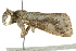  ( - BIOUG02085-G09)  @12 [ ] CreativeCommons - Attribution (2012) CBG Photography Group Centre for Biodiversity Genomics