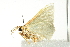  ( - BIOUG02064-F06)  @13 [ ] CreativeCommons - Attribution (2012) CBG Photography Group Centre for Biodiversity Genomics