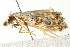  ( - BIOUG02064-G02)  @12 [ ] CreativeCommons - Attribution (2012) CBG Photography Group Centre for Biodiversity Genomics