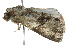  ( - BIOUG02081-B07)  @12 [ ] CreativeCommons - Attribution (2012) CBG Photography Group Centre for Biodiversity Genomics