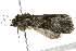  ( - BIOUG02081-B10)  @12 [ ] CreativeCommons - Attribution (2012) CBG Photography Group Centre for Biodiversity Genomics