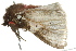  ( - BIOUG02081-C09)  @12 [ ] CreativeCommons - Attribution (2012) CBG Photography Group Centre for Biodiversity Genomics