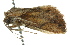  ( - BIOUG02081-D07)  @12 [ ] CreativeCommons - Attribution (2012) CBG Photography Group Centre for Biodiversity Genomics