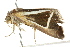  ( - BIOUG02081-D10)  @14 [ ] CreativeCommons - Attribution (2012) CBG Photography Group Centre for Biodiversity Genomics