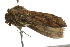  ( - BIOUG02081-E03)  @12 [ ] CreativeCommons - Attribution (2012) CBG Photography Group Centre for Biodiversity Genomics