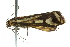  (Loxostege venustalis - BIOUG02081-G03)  @12 [ ] CreativeCommons - Attribution (2012) CBG Photography Group Centre for Biodiversity Genomics