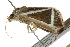  ( - BIOUG02081-H05)  @14 [ ] CreativeCommons - Attribution (2012) CBG Photography Group Centre for Biodiversity Genomics