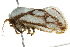  ( - BIOUG02081-H08)  @12 [ ] CreativeCommons - Attribution (2012) CBG Photography Group Centre for Biodiversity Genomics