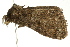  ( - BIOUG02086-A05)  @12 [ ] CreativeCommons - Attribution (2012) CBG Photography Group Centre for Biodiversity Genomics