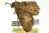  ( - BIOUG02086-A06)  @12 [ ] CreativeCommons - Attribution (2012) CBG Photography Group Centre for Biodiversity Genomics