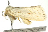  ( - BIOUG02086-C05)  @12 [ ] CreativeCommons - Attribution (2012) CBG Photography Group Centre for Biodiversity Genomics