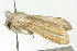  ( - BIOUG02086-D03)  @12 [ ] CreativeCommons - Attribution (2012) CBG Photography Group Centre for Biodiversity Genomics