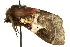  ( - BIOUG02086-D06)  @12 [ ] CreativeCommons - Attribution (2012) CBG Photography Group Centre for Biodiversity Genomics