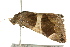  ( - BIOUG02086-E10)  @13 [ ] CreativeCommons - Attribution (2012) CBG Photography Group Centre for Biodiversity Genomics