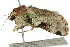  ( - BIOUG02086-G02)  @13 [ ] CreativeCommons - Attribution (2012) CBG Photography Group Centre for Biodiversity Genomics