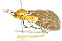  ( - BIOUG02087-A12)  @14 [ ] CreativeCommons - Attribution (2012) CBG Photography Group Centre for Biodiversity Genomics
