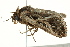  ( - BIOUG02092-C04)  @13 [ ] CreativeCommons - Attribution (2012) CBG Photography Group Centre for Biodiversity Genomics
