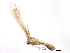  ( - BIOUG02090-C03)  @12 [ ] CreativeCommons - Attribution (2012) CBG Photography Group Centre for Biodiversity Genomics