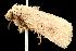  (Athetis ignava - 2005-TASER-SBP-2323)  @14 [ ] Unspecified (default): All Rights Reserved  Unspecified Unspecified