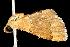  (Hemidromodes SM01Tz - 2005-TASER-SBP-2409)  @12 [ ] Unspecified (default): All Rights Reserved  Unspecified Unspecified
