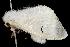  (Leucoma parva - 2006-TASER-SBP-2585)  @14 [ ] Copyright (2010) Unspecified Unspecified