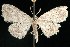  (Idaea violacearia - 06-JKA-0151)  @14 [ ] CreativeCommons - Attribution (2010) Unspecified Centre for Biodiversity Genomics