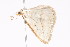  ( - K287596)  @12 [ ] CreativeCommons - Attribution Non-Commercial Share-Alike (2011) Andrew Mitchell Australian Museum