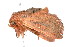  ( - K287640)  @13 [ ] CreativeCommons - Attribution Non-Commercial Share-Alike (2011) Andrew Mitchell Australian Museum